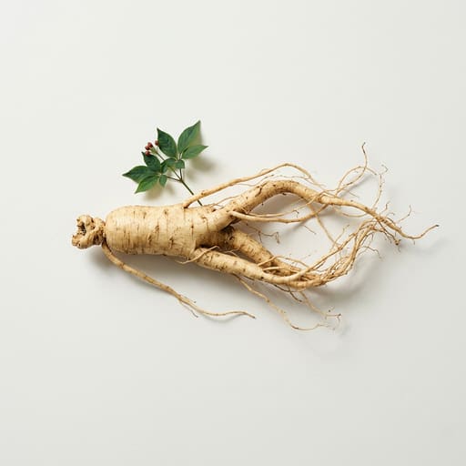 Ginseng — raíz adaptógena tradicional